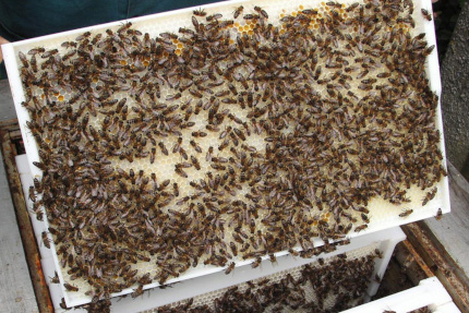 Experiencias de los apicultores con cuadros de plástico 
